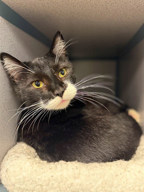 TUX - Domestic Short Hair for adoption in Simi Valley