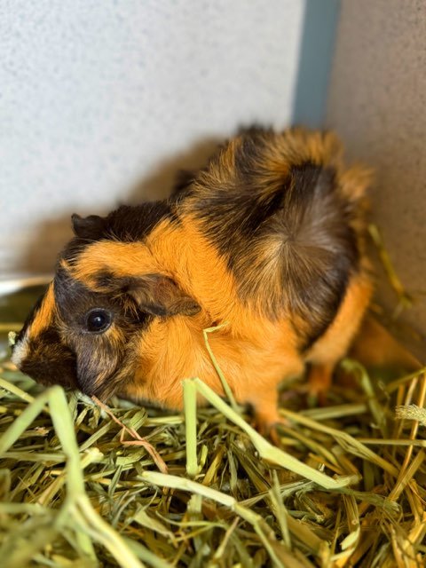 A5801967 - Guinea Pig available for adoption