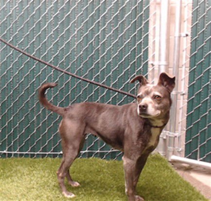 PATTY - Chihuahua available for adoption