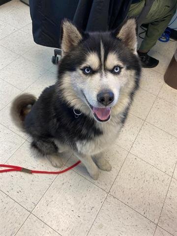 OREO - Siberian Husky available for adoption