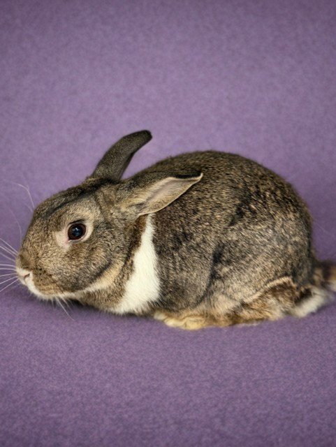 JEFAZO - Shorthaired Rabbit available for adoption