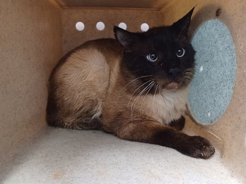 MITCH - Domestic Long Hair available for adoption