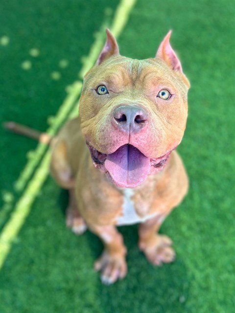 SLIM - Pit Bull Terrier available for adoption
