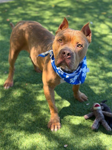 SLIM - Pit Bull Terrier available for adoption