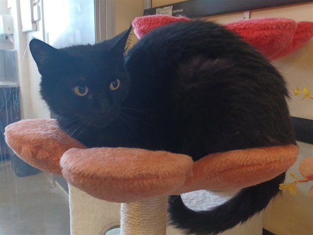 SHEEBA Image