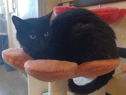 SHEEBA - Domestic Short Hair available for adoption