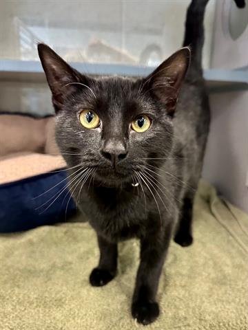 CINDER - Domestic Short Hair available for adoption