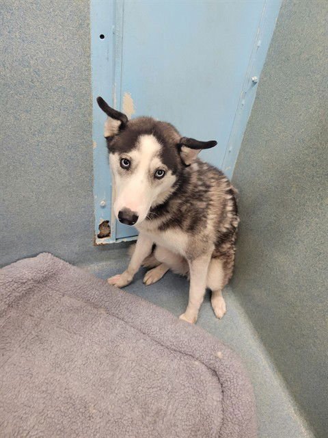 OLIVIA - Siberian Husky for adoption in Thousand Oaks