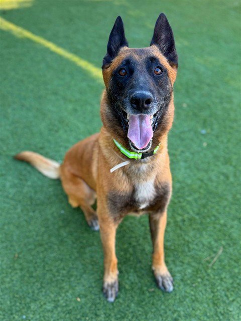 CHASE - Belgian Shepherd Malinois available for adoption