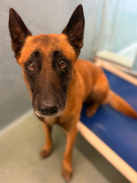 CHASE - Belgian Shepherd Malinois available for adoption