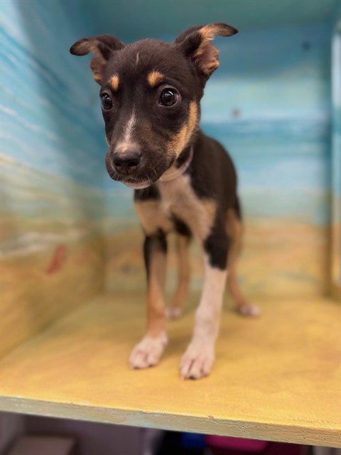 RILEY - Jack Russell Terrier (Parson Russell Terrier) / Australian Shepherd available for adoption