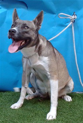 LOLA - Siberian Husky / Pit Bull Terrier for adoption in Simi Valley