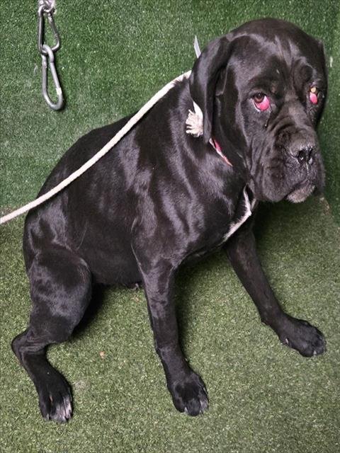 CANDY - Cane Corso Mastiff available for adoption