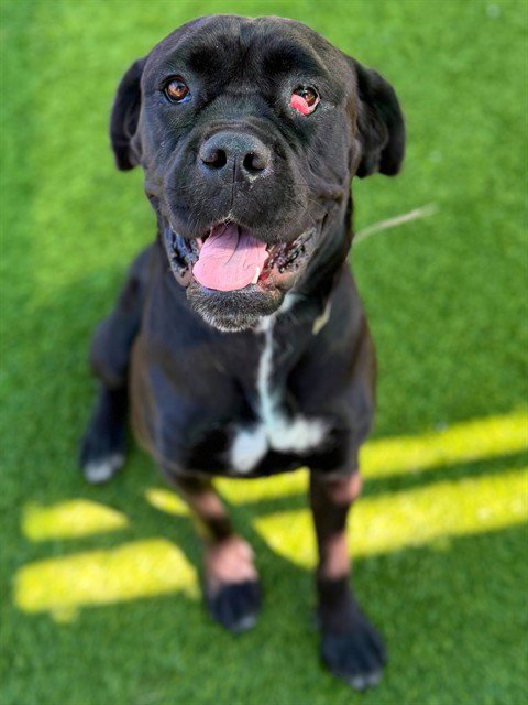 CANDY - Cane Corso Mastiff available for adoption