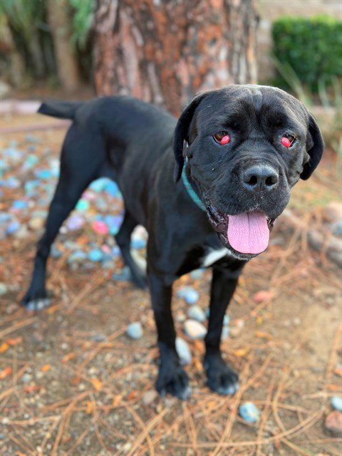 CANDY - Cane Corso Mastiff available for adoption