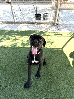 CANDY - Cane Corso Mastiff available for adoption