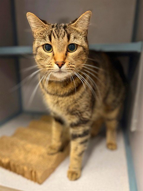 SHANELLE - Domestic Short Hair available for adoption