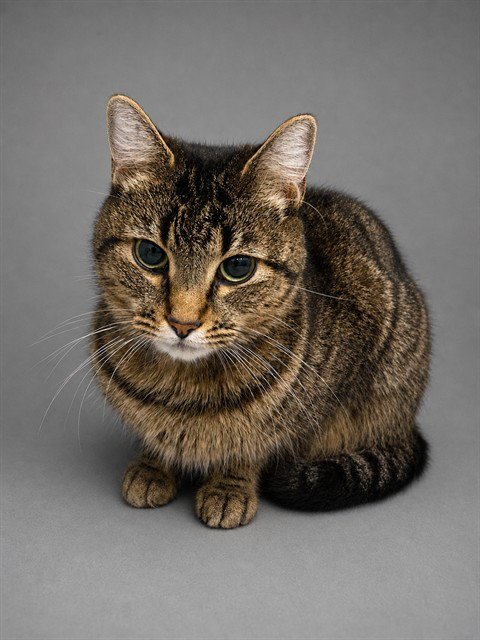 SHANELLE - Domestic Short Hair available for adoption