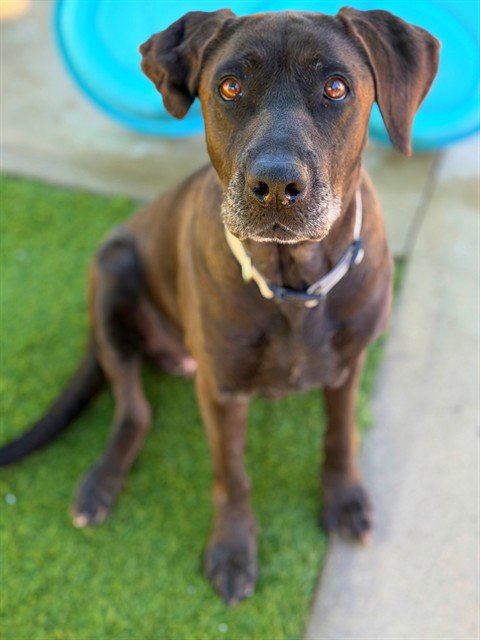 KACEY - Labrador Retriever available for adoption