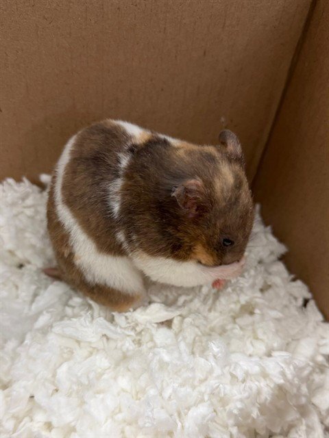 MOCHA Image
