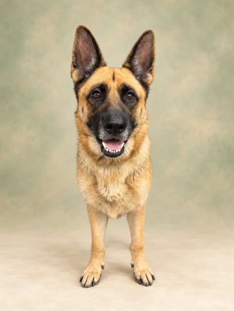 A5807357 - German Shepherd Dog available for adoption