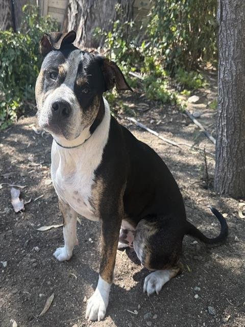 TOBY - American Staffordshire Terrier available for adoption