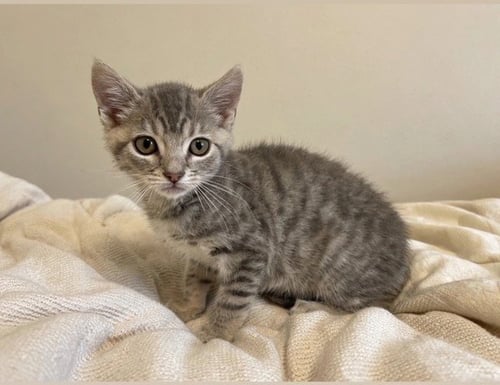 DEIDRE - Domestic Short Hair available for adoption