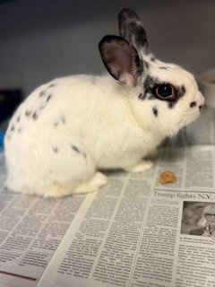 SNOWBALL - Shorthaired Rabbit available for adoption