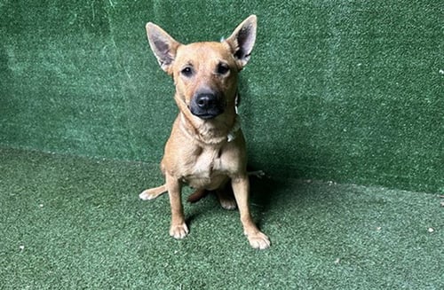 JOSIE - German Shepherd Dog available for adoption
