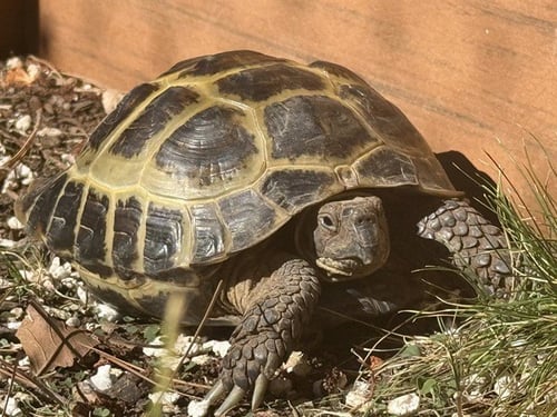 A5790783 - Tortoise available for adoption