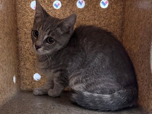 AUBREY - Domestic Short Hair available for adoption