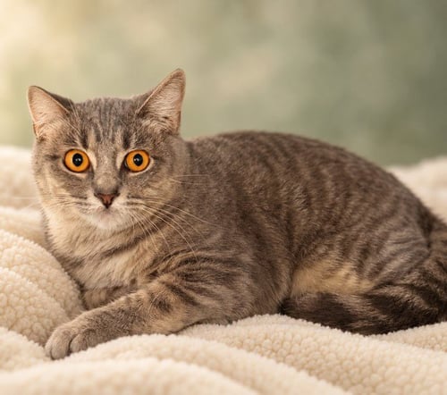 AUBREY - Domestic Short Hair available for adoption