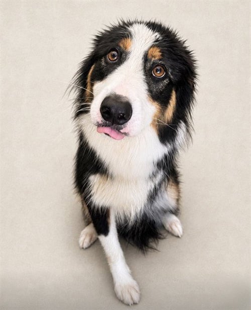CLARK - Border Collie available for adoption