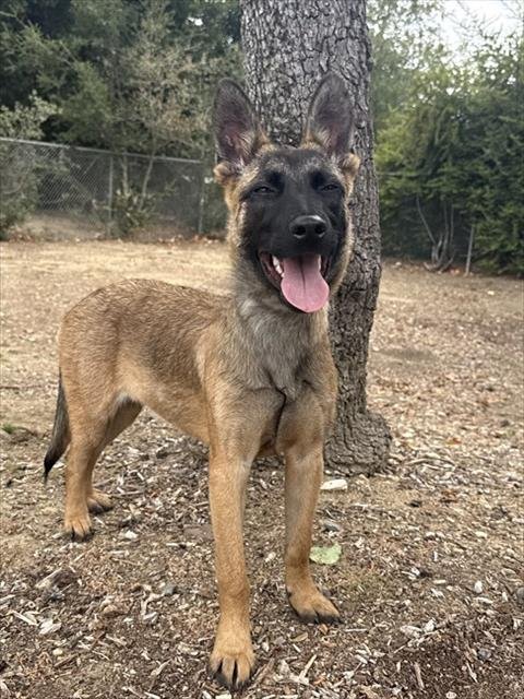 CLEO - Belgian Shepherd Malinois available for adoption