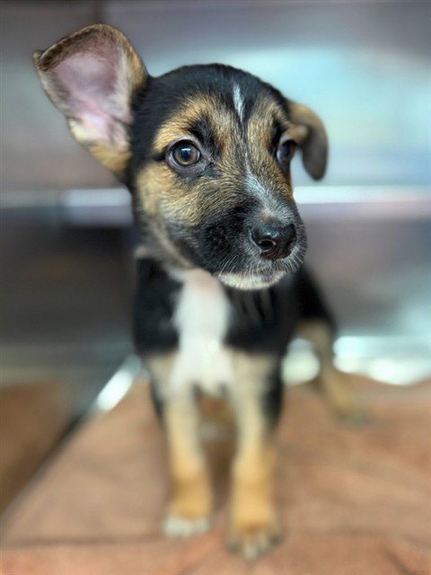 BRUCE - German Shepherd Dog / Belgian Shepherd Malinois available for adoption
