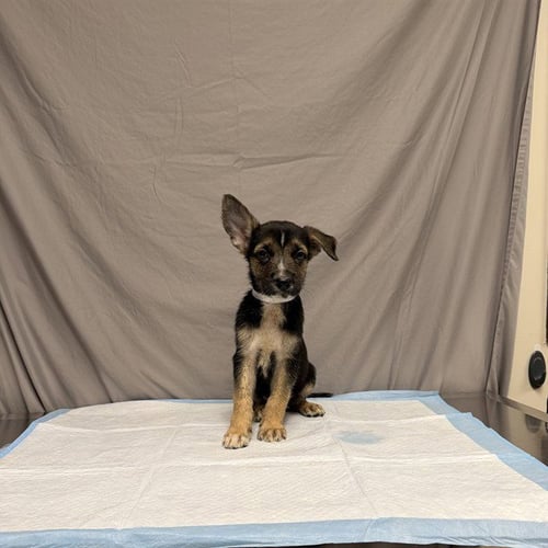 BRUCE - German Shepherd Dog / Belgian Shepherd Malinois available for adoption