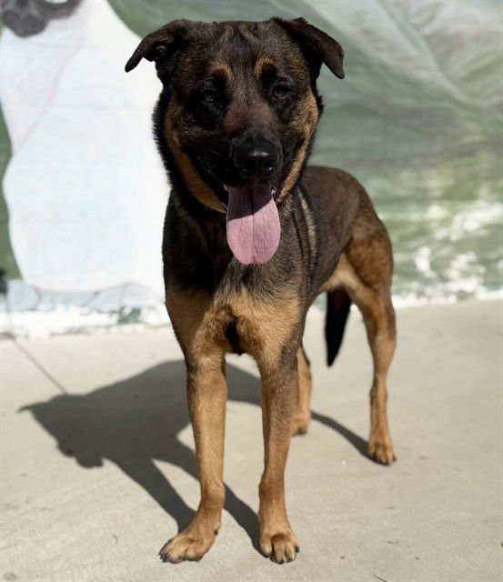 JAKE - German Shepherd Dog available for adoption