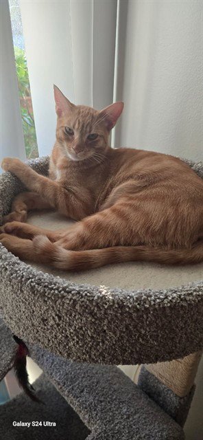 RI RI - Domestic Short Hair for adoption in Simi Valley