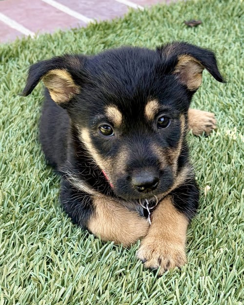 WRYNN - Shepherd / Terrier available for adoption