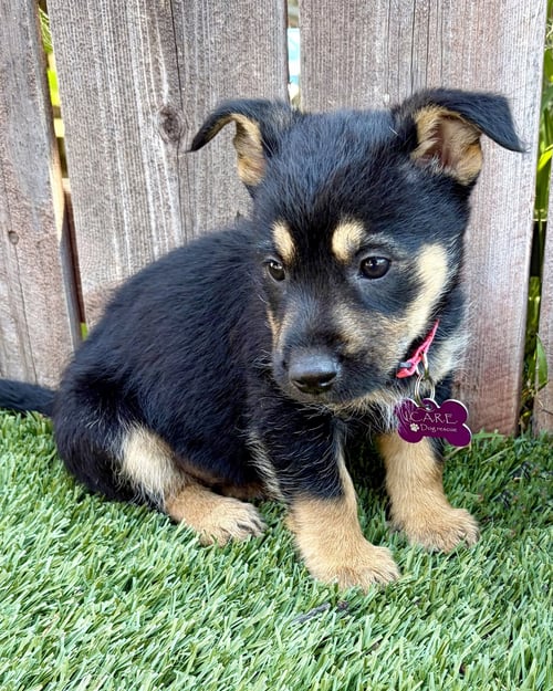 WRYNN - Shepherd / Terrier available for adoption