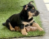 Wrynn - Photo 10