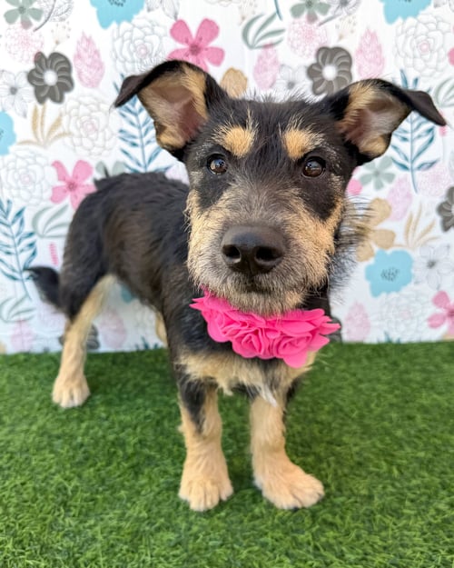 WRYNN - Shepherd / Terrier available for adoption