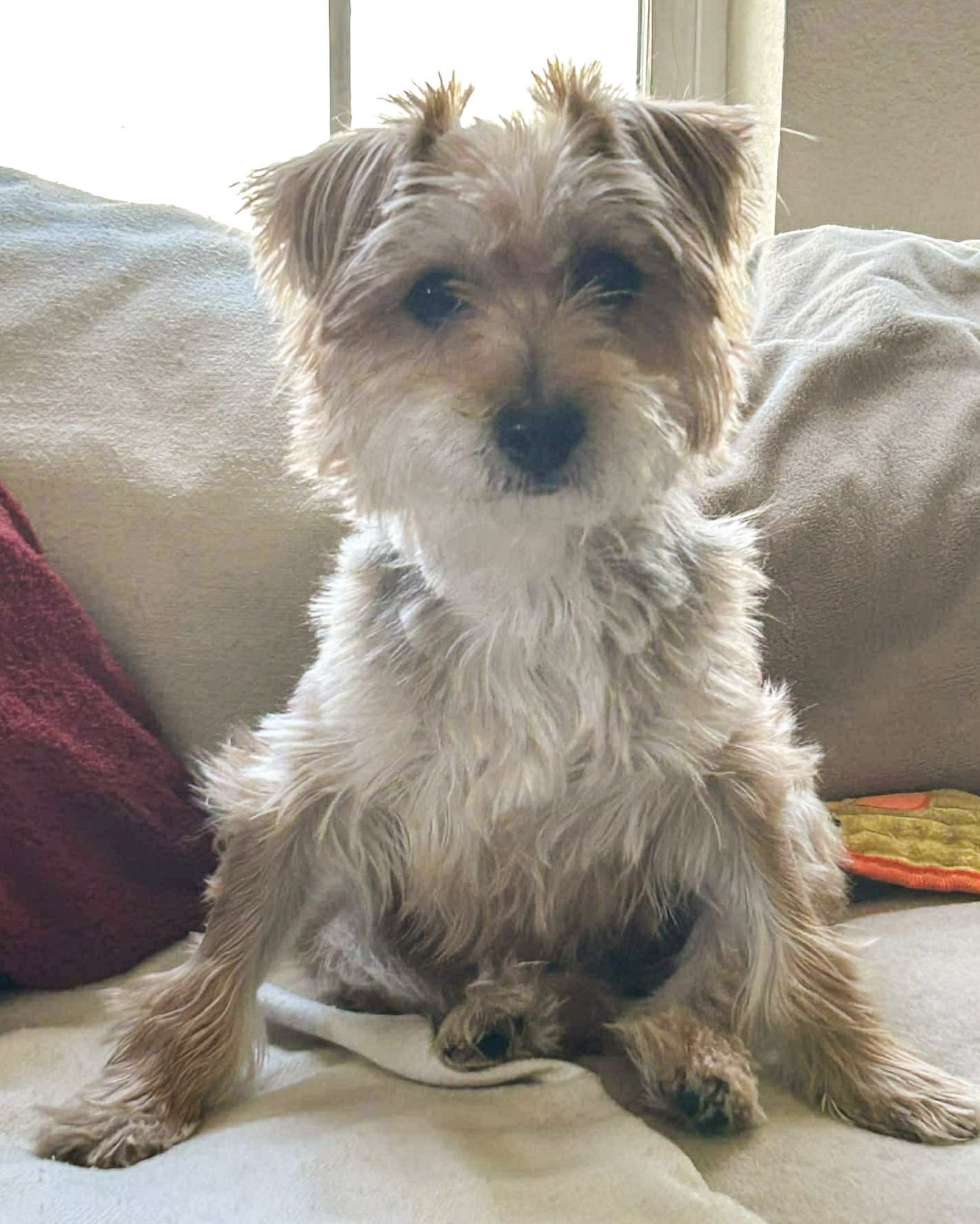 ANNIE - Terrier available for adoption