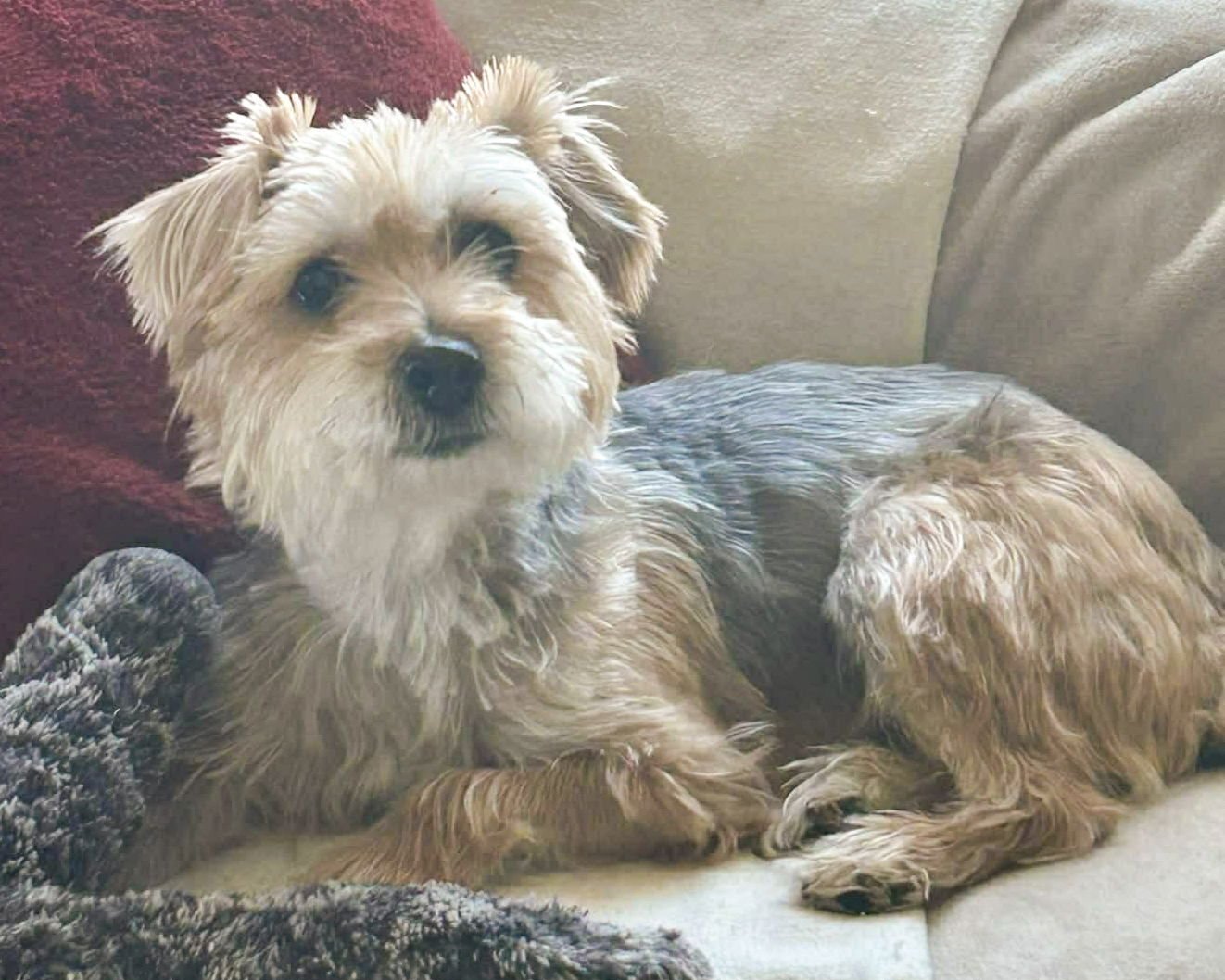 ANNIE - Terrier available for adoption