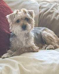 Annie - Photo 4