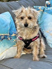 Annie - Photo 6