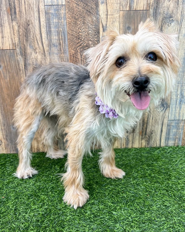 Annie Image