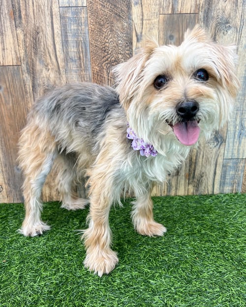 ANNIE - Terrier available for adoption