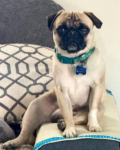 PERRY - Pug available for adoption