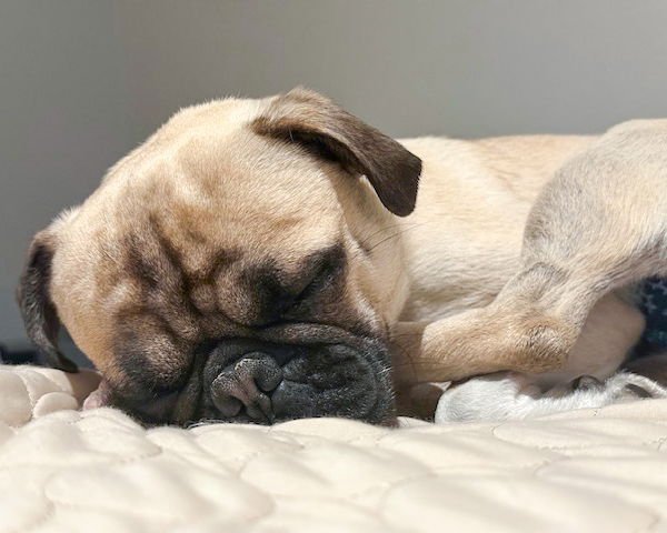 PERRY - Pug available for adoption